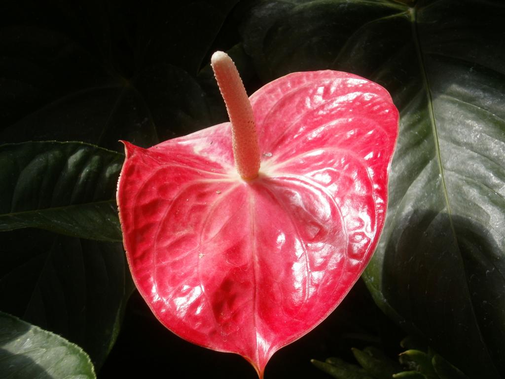 P6240033